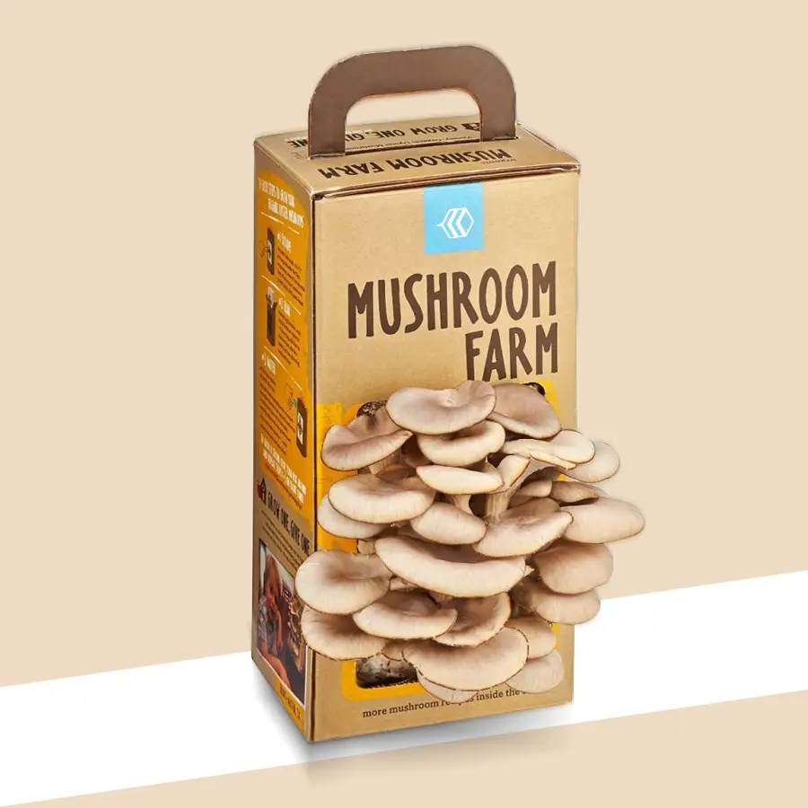 Mushroom Boxes